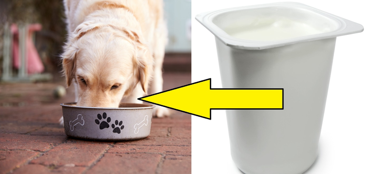 9 produktów, którymi powinnaś karmić swojego psa, ale tego nie robisz