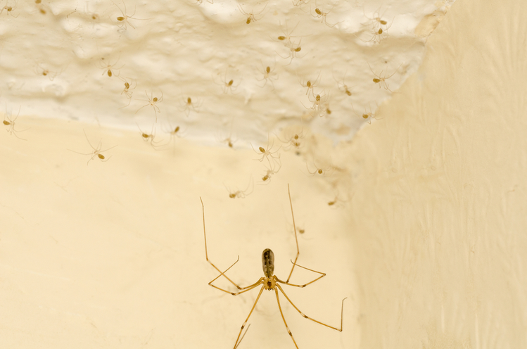 Zdjęcie 7 sprawdzonych sposobów na pozbycie się owadów z Twojego domu #1