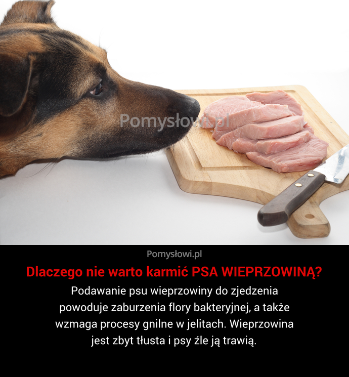Podawanie psu wieprzowiny do zjedzenia powoduje zaburzenia flory bakteryjnej, a także wzmaga procesy gnilne w jelitach. Wieprzowina jest zbyt tłusta ...