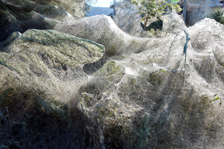 Zdjęcie 300 - metrowa pajęczyna  i tysiące pająków zaatakowało greckie miasto! #4