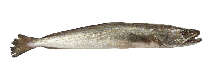 Zdjęcie Tę rybę warto jeść - nie zawiera toksyn jak inne popularne ryby i jest przepyszna #1