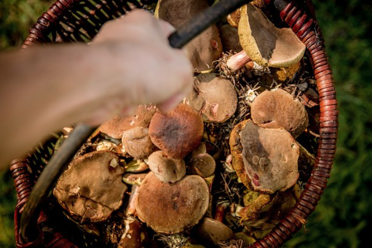 4 główne powody, dla których powinniście włączyć grzyby do swojej diety.