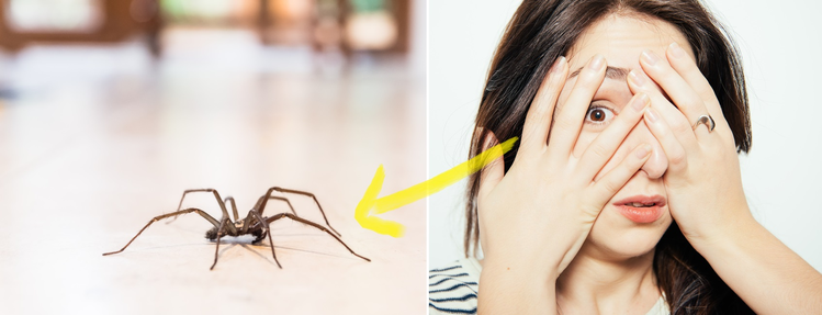 7 sprawdzonych sposobów na pozbycie się owadów z Twojego domu