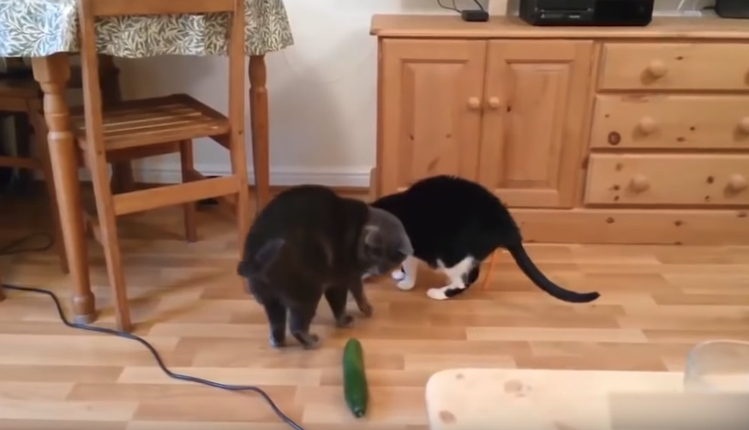 Zdjęcie Dlaczego kot boi się zielonych ogórków? Odpowiedź Was zaskoczy #1