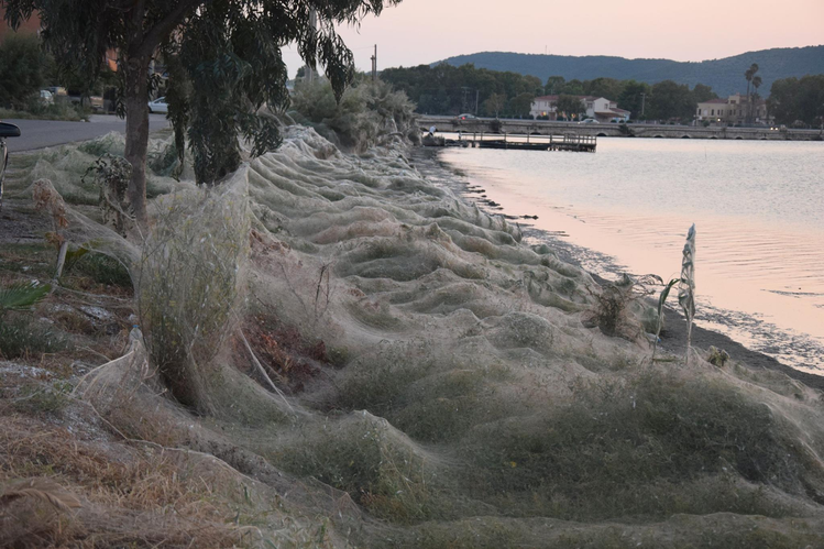 Zdjęcie 300 - metrowa pajęczyna  i tysiące pająków zaatakowało greckie miasto! #1