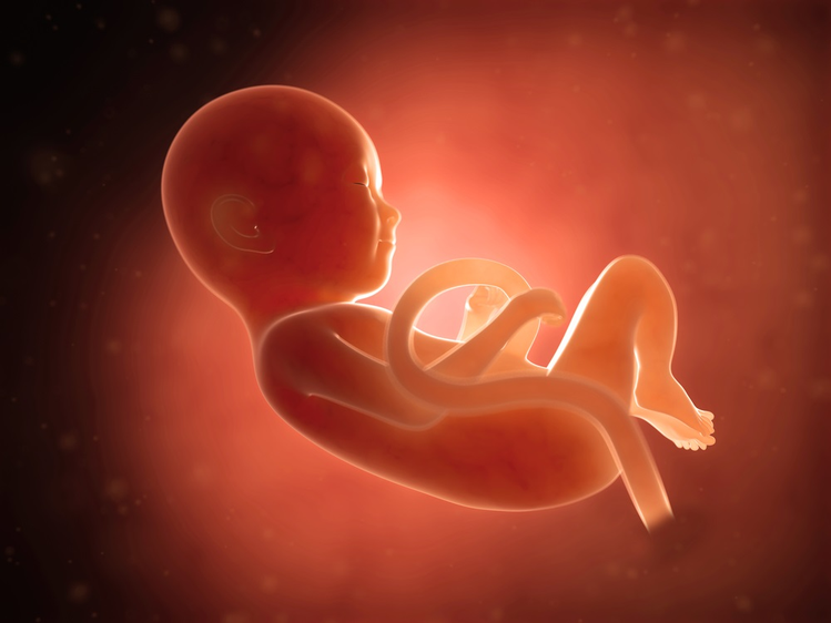 Zdjęcie Wielkość dziecka w kolejnych tygodniach ciąży – sprawdź jak duże jest Twoje dziecko #2