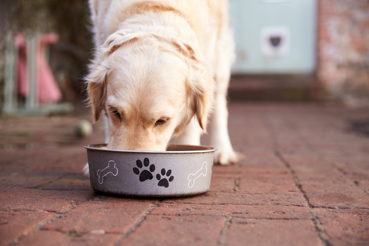 Zdjęcie 9 produktów, którymi powinnaś karmić swojego psa, ale tego nie robisz #1