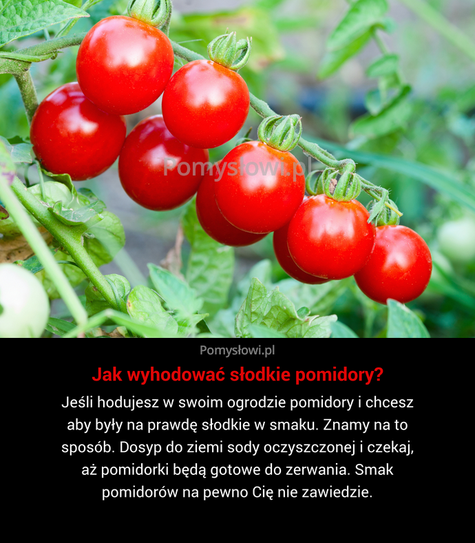 Jeśli hodujesz w swoim ogrodzie pomidory i chcesz aby były na prawdę słodkie w smaku. Znamy na to sposób. Dosyp ...