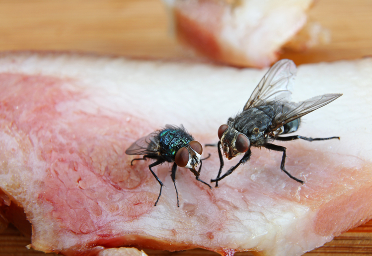 Zdjęcie Czy wiesz, co się dzieje, kiedy mucha siada na jedzeniu? To może cię zaskoczyć #2