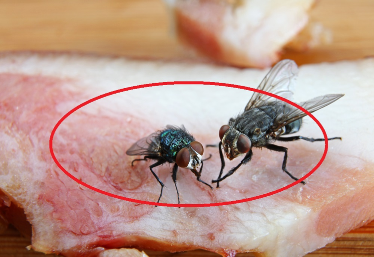 Czy wiesz, co się dzieje, kiedy mucha siada na jedzeniu? To może cię zaskoczyć