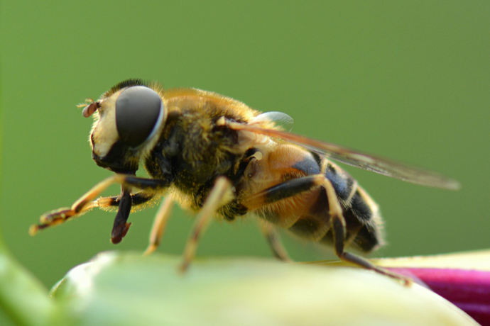 Użądlenie pszczoły: Domowe sposoby na ukąszenie przez pszczołę