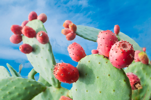 Zdjęcie Napar z kaktusa – doskonały w leczeniu stawów i otyłości #1