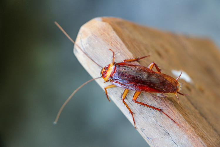 Zdjęcie 7 sprawdzonych sposobów na pozbycie się owadów z Twojego domu #4