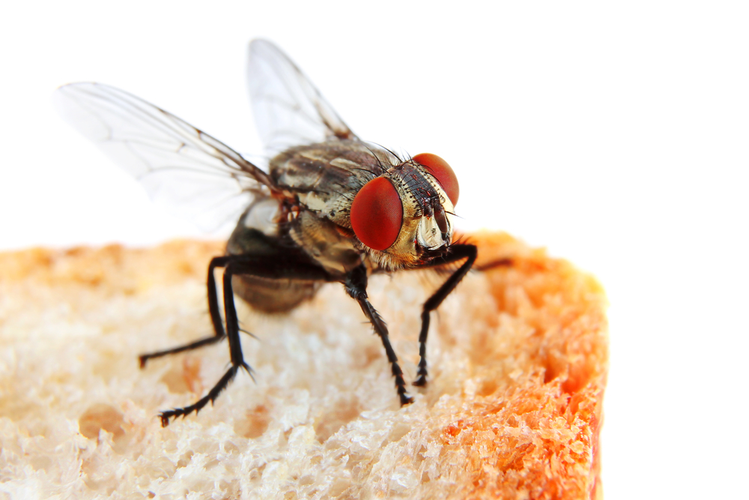 Zdjęcie Czy wiesz, co się dzieje, kiedy mucha siada na jedzeniu? To może cię zaskoczyć #1
