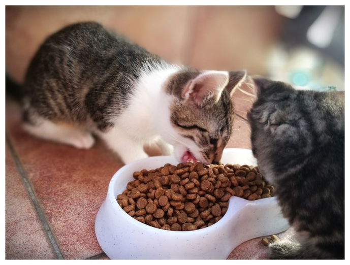 Czym karmić małe kotki?