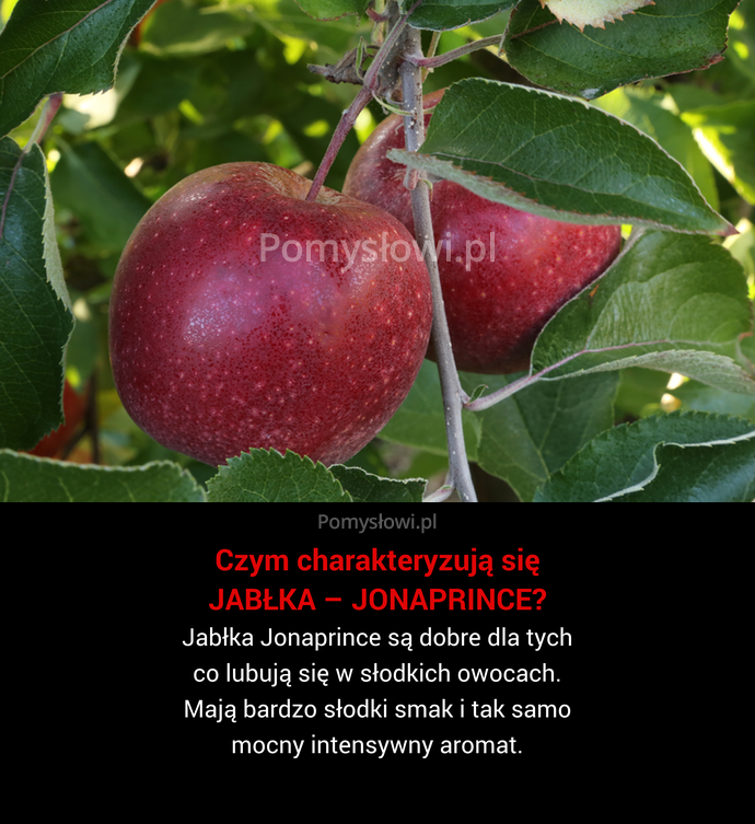 Jabłka Jonaprince są dobre dla tych co lubują się w słodkich owocach. Mają bardzo słodki smak i tak samo mocny ...