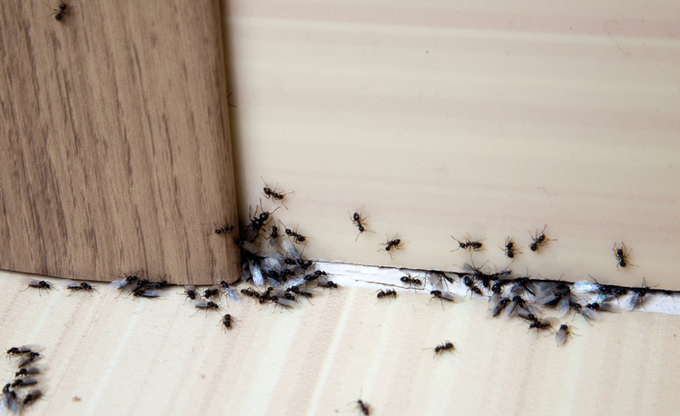 Zdjęcie 7 sprawdzonych sposobów na pozbycie się owadów z Twojego domu #2