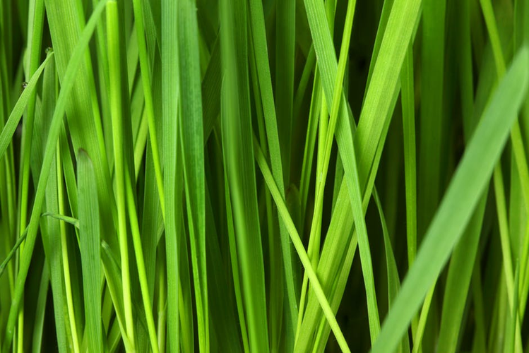 Zdjęcie Alergia na pyłki traw - poznaj 5 najczęstszych objawów! #1