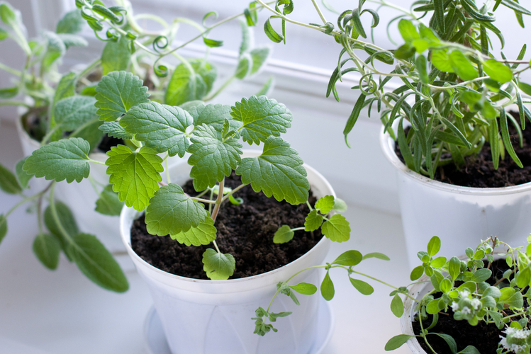 Jakie zioła najlepiej sadzić w domu?