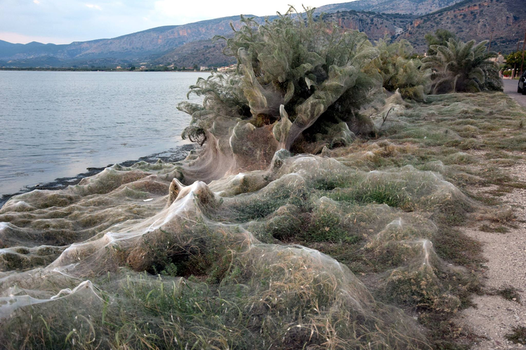 Zdjęcie 300 - metrowa pajęczyna  i tysiące pająków zaatakowało greckie miasto! #3