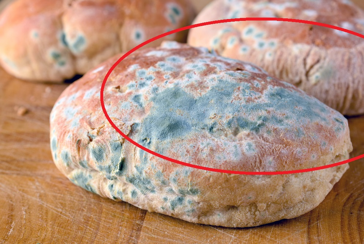 Czy można jeść chleb po odkrojeniu kawałka pleśni ?
