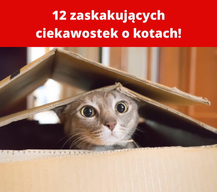12 zaskakujących ciekawostek o kotach!