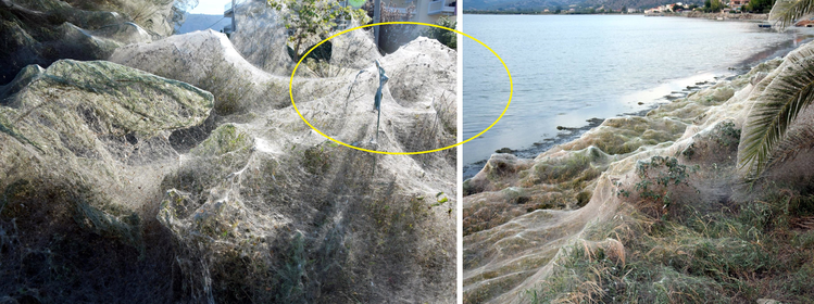300 - metrowa pajęczyna  i tysiące pająków zaatakowało greckie miasto!